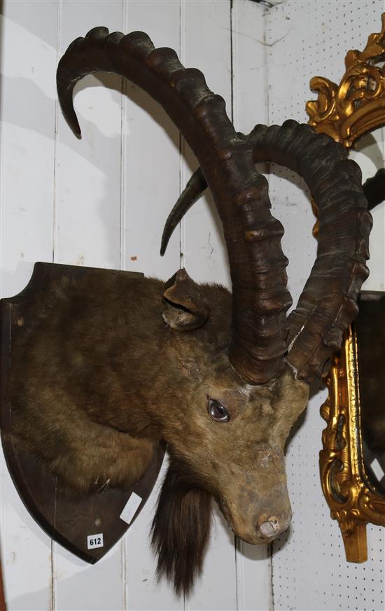 Taxidermy mountian goat head